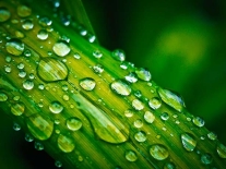 snake-plant-care-houseplant-watering