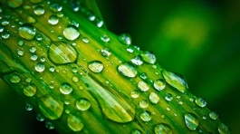 snake-plant-care-houseplant-watering